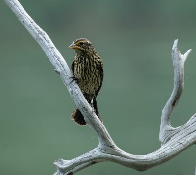 Red-winged Blackbird