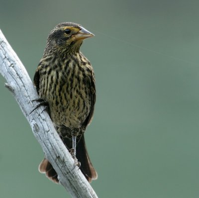 Red-winged Blackbird