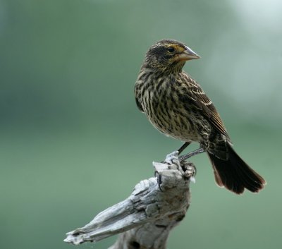 Red-winged Blackbird