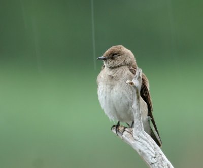 Juvenile Northern Rough-winged Swallow
