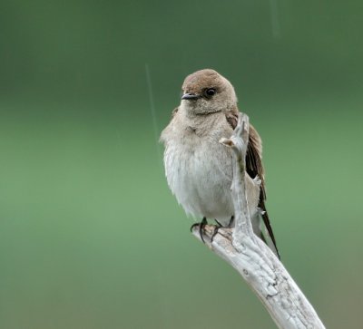 Juvenile Northern Rough-winged Swallow