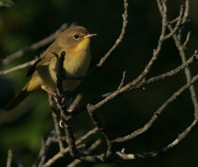 Common Yellowthroat