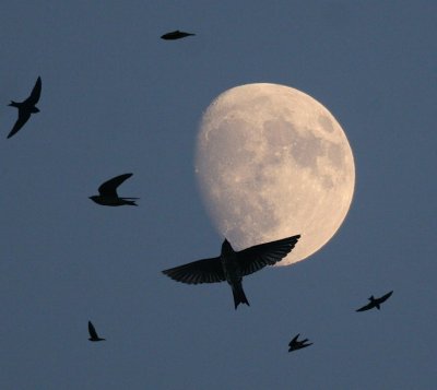 Purple Martins