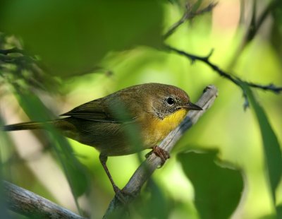 Common Yellowthroat