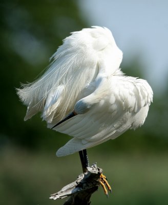 Snowy Egret