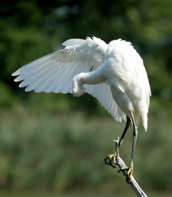 Juvenile Snowy Egret