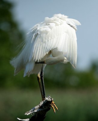 Snowy Egret