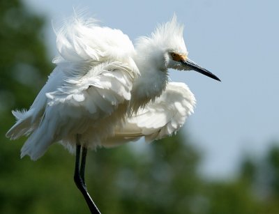 Snowy Egret