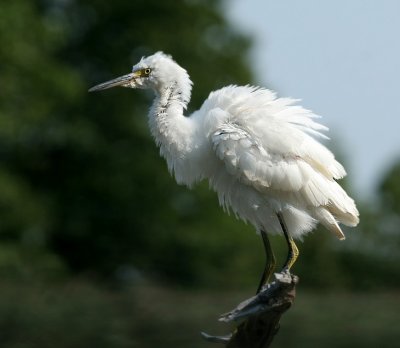 Juvenile Snowy Egret