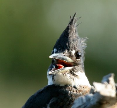 kingfisher