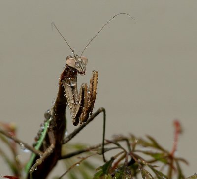 Praying Mantis