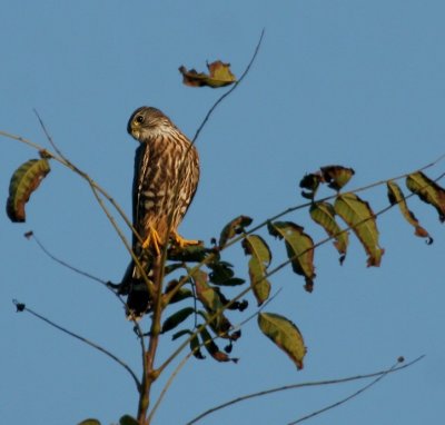 Merlin