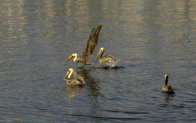 Pelicans in Mission Bay