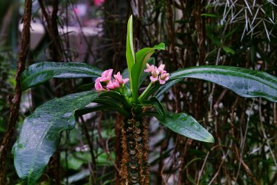 Bochum Botanischer Garten