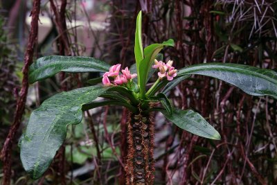 Bochum Botanischer Garten