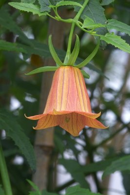 Botanic Garden of The Ruhr-University Bochum