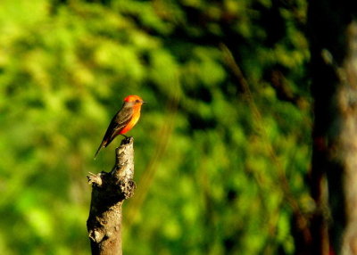 Moucherolle vermillion