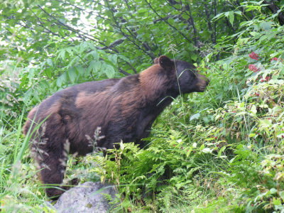 Ours noir