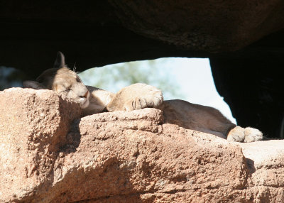 Arizona-Sonora Desert Museum