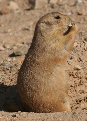 Prarie Dog