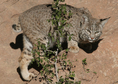 Bobcat