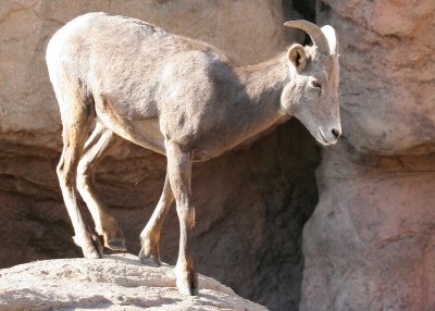 Bighorn Sheep