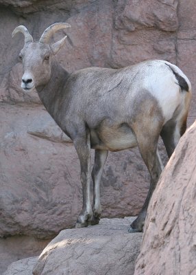 Bighorn Sheep