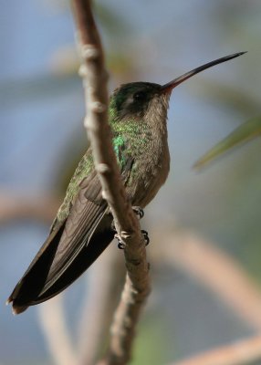 Hummingbird