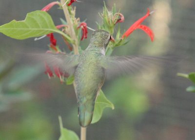 Hummingbird feeding