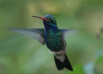 Hummingbird in flight