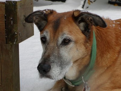 Oct 28th 1997 - Oct 12th 2006 R.I.P. Max ... Wait for me on Rainbow Bridge Big Guy