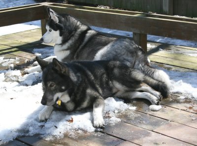 Monty and Winston resting on the remaining snow listening to bunnies under the deck (March 2007)