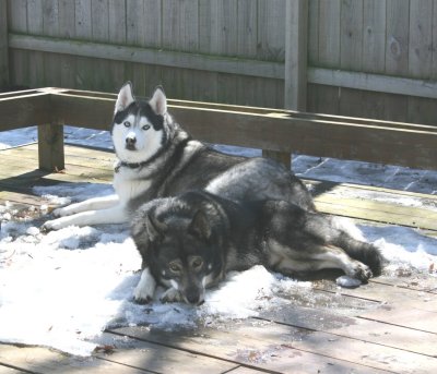 Monty and Winston after the Dog Park ... he seems to like his new buddy (March 2007)