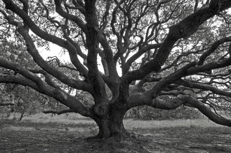 old oak