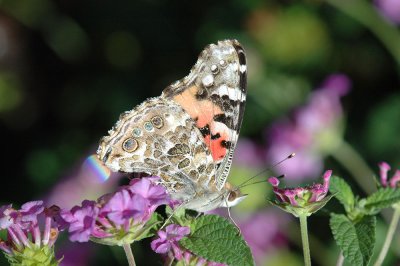Painted Lady 2