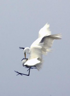 Rookery Tour of Rockport, TX