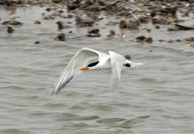 Royal Tern