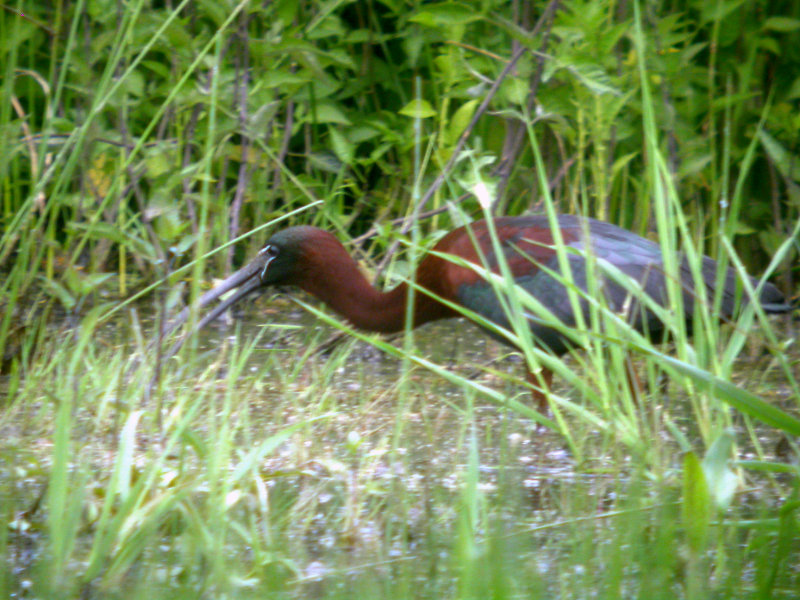 Glossy Ibis