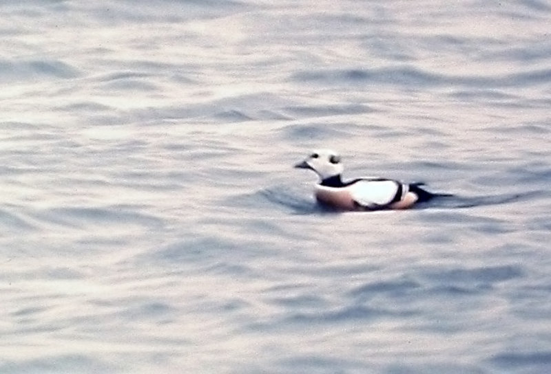 Steller's Eider