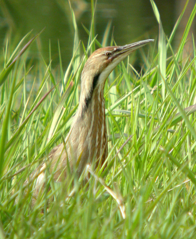 American Bittern