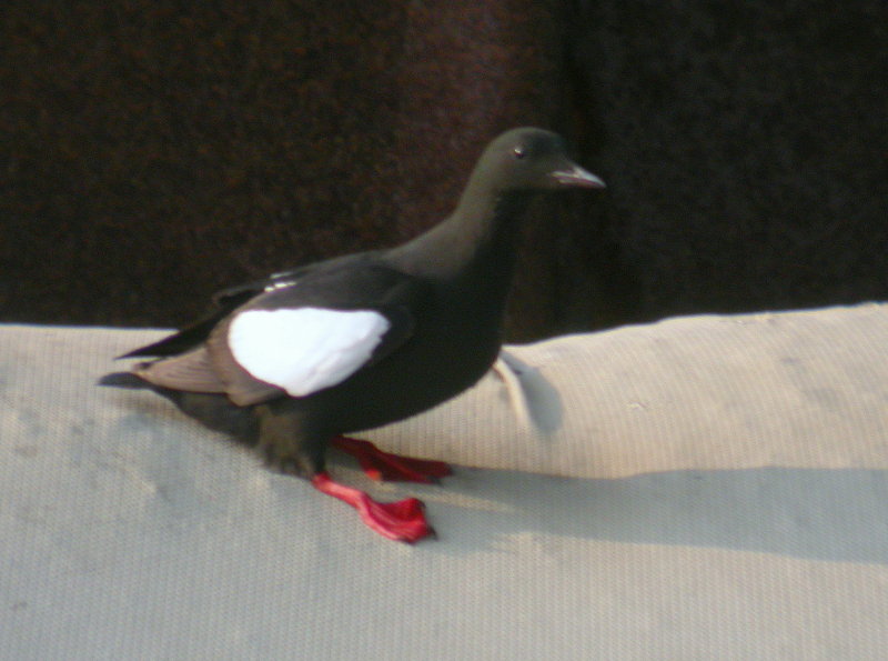 Black Guillemot