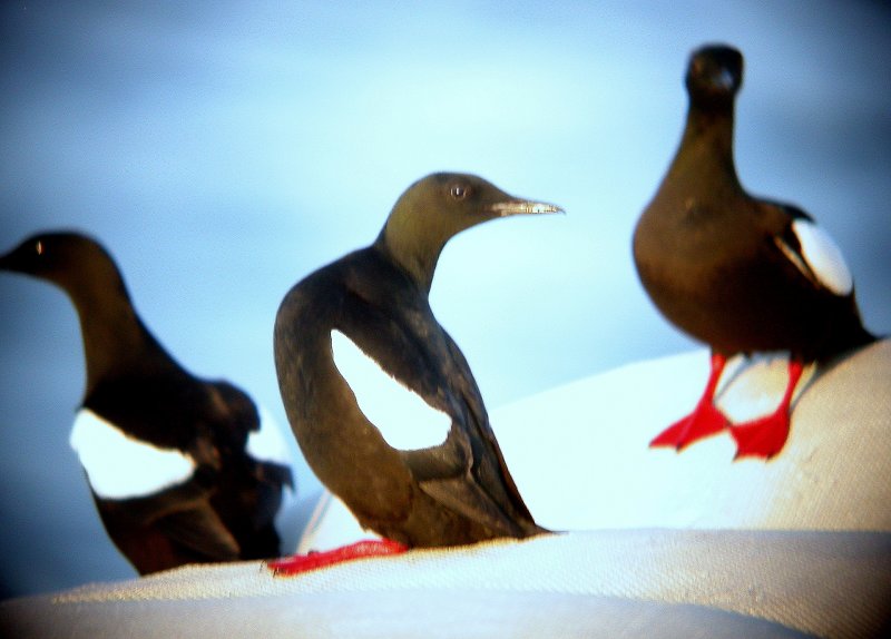 Black Guillemot