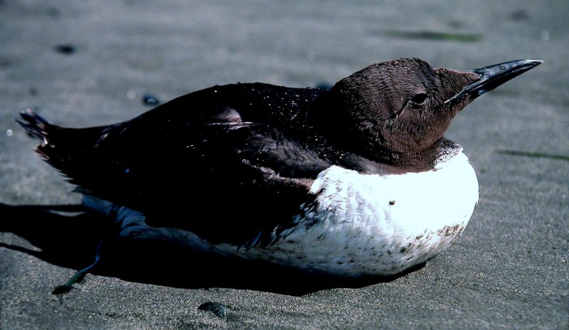 Common Murre