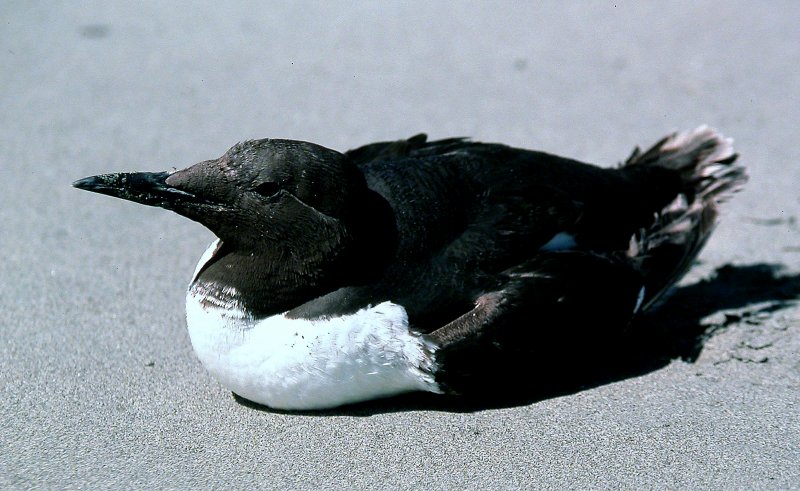 Common Murre