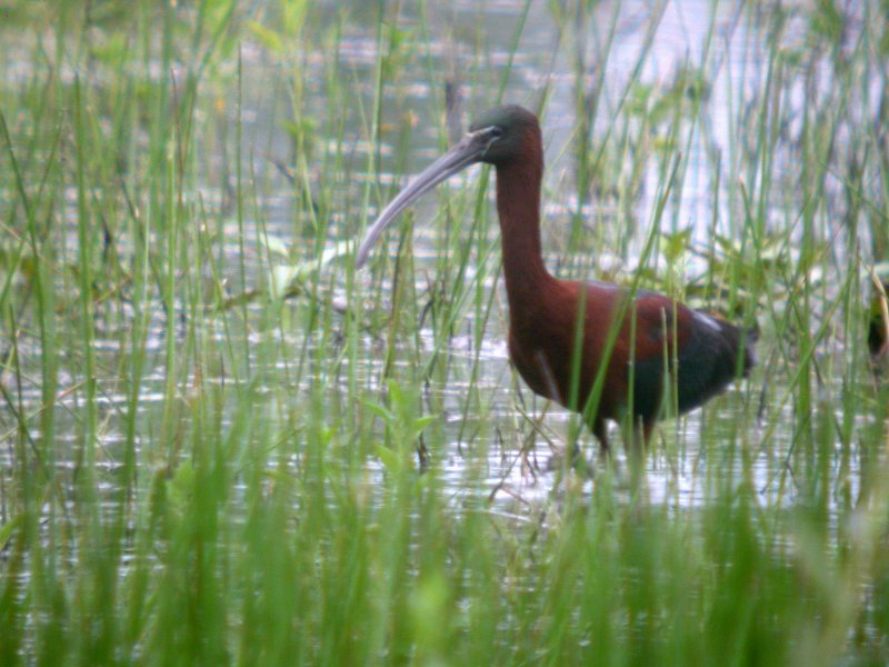 more_glossyibis