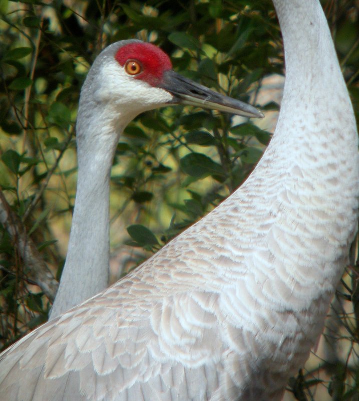 Sandhill Crane