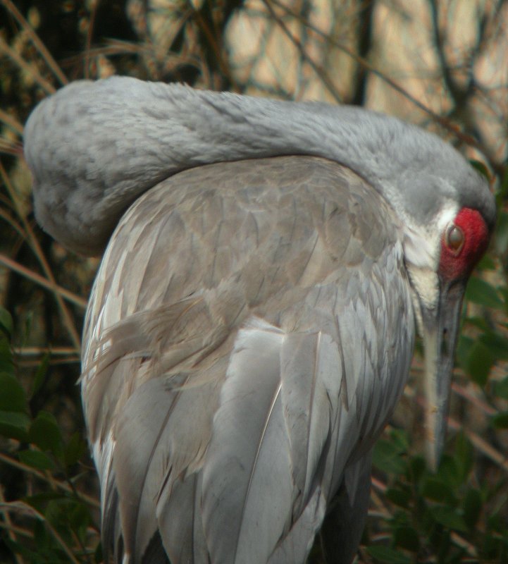 Sandhill Crane