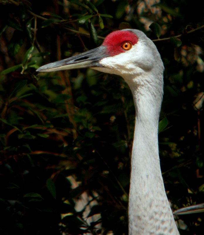 Sandhill Crane