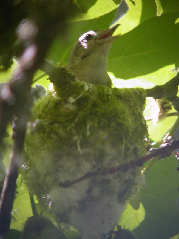 Warbling Vireo