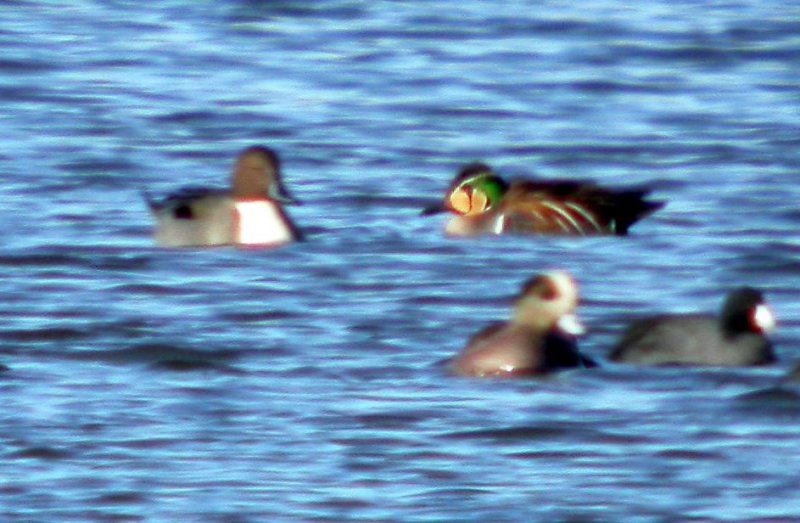 Baikal Teal